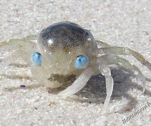 Blue eyed Beachcomber